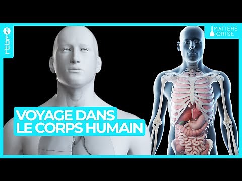 Voyage dans le corps humain en toute transparence - Matière Grise