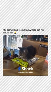 Follow @catsbeingcar for More! 🐈 Did you know cats have a special organ called the Jacobson’s organ on the roof of their mouth? This helps them analyze scents even more deeply than their nose can, leading to the iconic “stinky face” when they encounter interesting smells. The Jacobson’s organ plays a big role in how cats interpret their environment and communicate with other animals. #catmemes #petmemes #funnycats #petvideos #catsofinstagram | Cats Being Cars