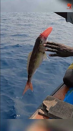 Back to Back Mahi Mahi Fish Caught in the Deep Sea #fishing #fishingvideo #fishingtime