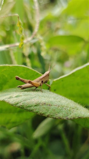 A Close Look at Grasshoppers in Their Natural Habitat #short #nature #wildlife #insects #grasshopper