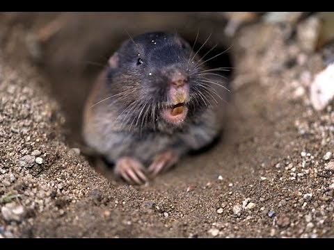 Three Tips for Managing Pocket Gophers on the Farm