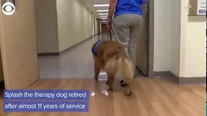 3.2K views · 138 reactions | This therapy dog has retired as a “good boy” after more than a decade of service and 450 visits to hospitals, schools, and nursing homes. Now with medical issues of his own, Splash is the one who’ll be taken care of. | WJZ-TV | CBS Baltimore | Facebook