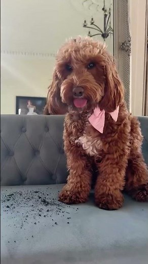 Putting the new HomePro Detect Pet-Desjgn to the test with Gigi the toy cockapoo 🐾😍