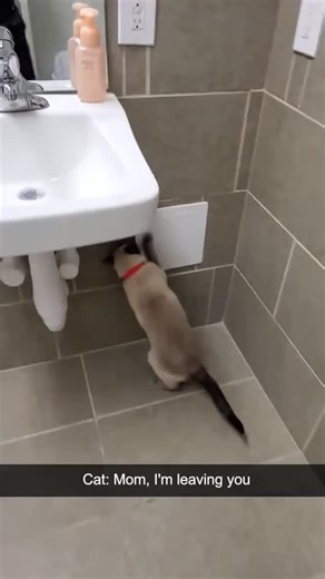 PerritoFeliz on Instagram: "Gatos locos #cats #crazycats #funny"