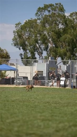 K9andSports | 🇺🇸 PSA (Protection Sports Association) dog sport is an intense and thrilling training discipline that tests a dog’s obedience, control, and... | Instagram