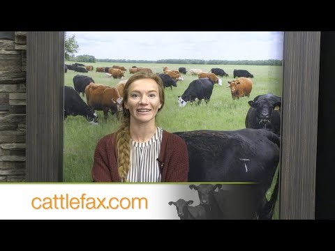 Cattlefax Closing Bell – Feeder Cattle Momentum Reached Extreme Levels – 10/17/2025