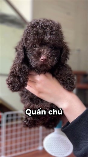 Chó Poodle có hợp người mới nuôi không? 3 lý do dễ nuôi hơn bạn nghĩ