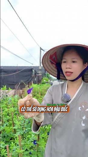 Butterfly Pea Flowers: Making Beautiful Tea & Dishes! | NVAT