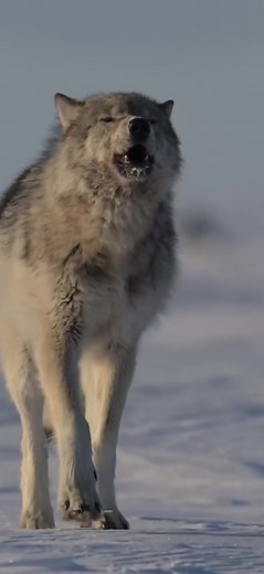 Surrounded by 13 Wild Wolves in the Arctic
