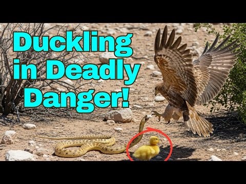 Duckling in Danger: Desert Showdown Between Snake and Hawk