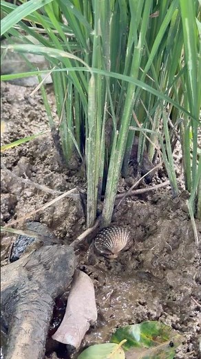 UNPREDICTABLE PEARLS IN CLAM FOUND #clam #pearls #crystals #oysters #shorts