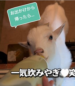 宮古島のエキゾチックアニマルの日常動画