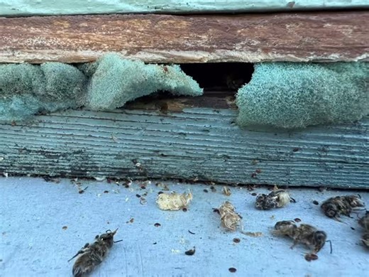 🐝 A Big Step Forward for Our Treatment-Free Bees! 🐝 Spotted at the hives a couple of days ago: our bees were removing the exoskeletons of larvae likely infested with Varroa. While it might look unusual, this is actually fantastic news — it’s a clear sign of hygienic behaviour and strong Varroa-resistant traits in our native breeder colonies. This colony is on a solid floorboard and why you can see so many more outside the entrance of the hive, we’re sure the bees are clearing out the Varroa mi