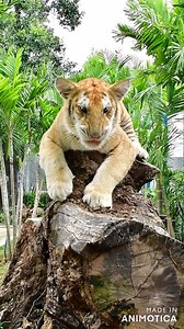 3.4K views · 44 reactions |  Golden Tabby Tiger at TigerPARK Pattaya...