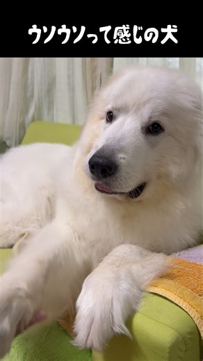 ウソだよウソって感じの愛犬 #グレートピレニーズ #大型犬 #愛犬 #かわいい犬 #greatpyrenees