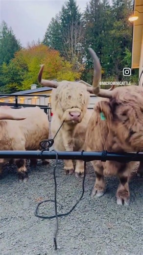 Rocking L Ranch has the only line up of ACTUAL ADULT Micro and Mini Highland cattle in the world.