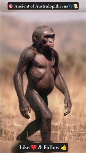 🎯The first step to becoming human. 👣”🔖 #Australopithecus #HumanEvolution#AncientHistory #Prehistory