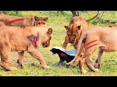 30 Brave Animals Caught On Camera