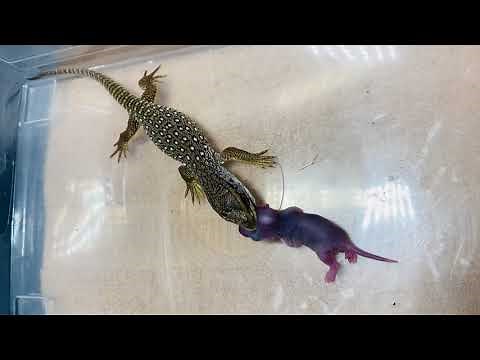 MY SAVANNAH MONITOR EATS A PINKY (BABY RAT) LIVE FEEDING