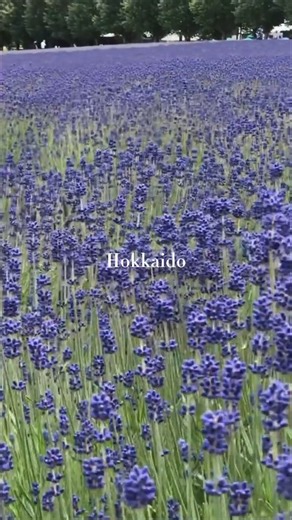 【#北海道】浪漫薰衣草花海🪻富田農場 站在漫山遍野紫霧般的花海中，淡淡的薰衣草香氣隨風飄來，在藍天白雲映襯下，更是讓人陶醉💜！ 位於中富良野町的富田農場是北海道著名的薰衣草勝地，每逢7月，偌大的田野間開滿薰衣草，猶如鋪上了夢幻瑰麗的紫色地毯般，讓賞花拍照的旅客流連忘返。花季期間還會推出限定的薰衣草雪糕，無論消暑打卡都一流，難怪場內幾乎人手一枝🍦！ 🚗：從JR富良野站乘夏季限定的「富良野・美瑛Norokko號」電車至薰衣草花田車站下車後徒步約7分鐘 📷：@and._.travel（轉自Instagram） 富田農場：https://www.farm-tomita.co.jp/cn/（中文） 北海道觀光資訊：https://tw.visit-hokkaido.jp/（中文） #北海道旅行 #富田農場 #薰衣草花海 #薰衣草 #花花世界 #Nature #visitJP_gofurther | Visit Japan HK