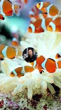 Scaling up your anemone breeding in the marine aquarium #reeflife #curiosity #biology