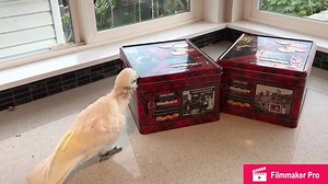 66K views · 492 reactions | Nuts or Cookies? It’s Coco’s longest video! | Lucky Lou and Coco Too | Facebook