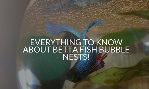 Betta Fish Bubble Nests (Every Question Answered)