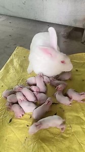Rabbit breeding rabbits breeding rural breeding and entrepreneurship rich project rabbit breeding exchange learning | Sosa