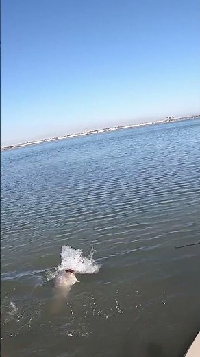 I wasn't ready for this redfish