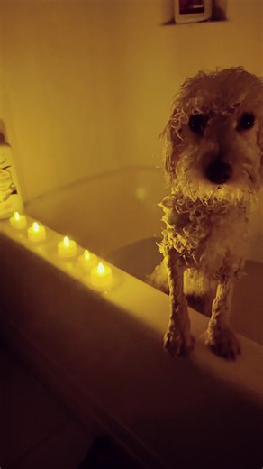 Zelda (@sheyrian)’s videos with Let's Get It On - Marvin Gaye