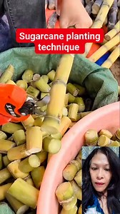 More seedlings for sugarcane #reelsfb #sugarcane #sugarcanefarming #tips #tipsandtricks #lifehacks #farming #agriculture #highlights | LourdesMary Ann Farinas Guadiz
