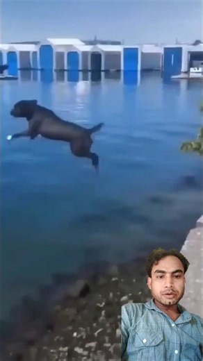 Funny#funny #cat #comedyfilms