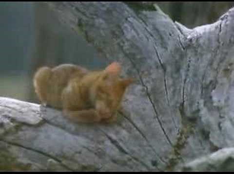 The Adventures of Milo and Otis Deleted Scenes 1 of 2