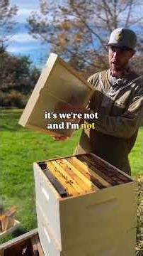 Winter Beekeeping Mistake That Kills More Hives Than Cold