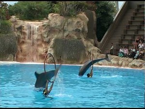 Delfine singen, springen, tanzen!