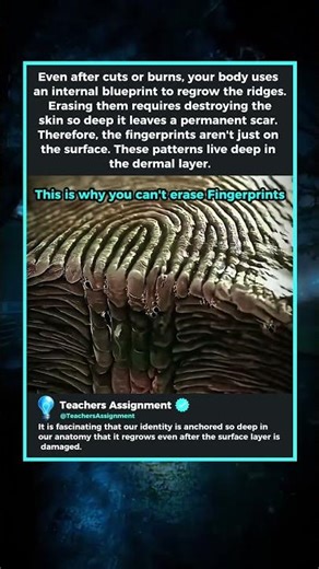 This is why you can never erase Fingerprints
