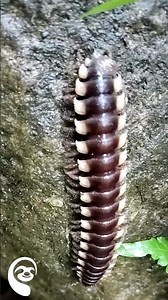 Costa Rica Millipede Close-Up | Nyssodesmus python Walking on Rock #Millipede #CostaRicaWildlife