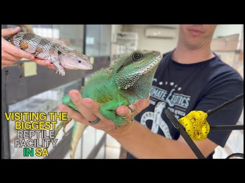 Inside South Africa’s Largest Reptile Breeding Facility (Insane Collection!)