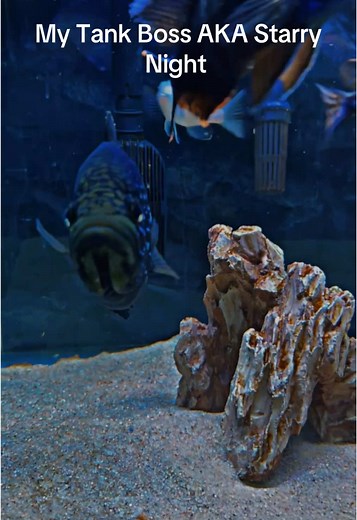 Exploring the Beauty of African Cichlids in Aquariums