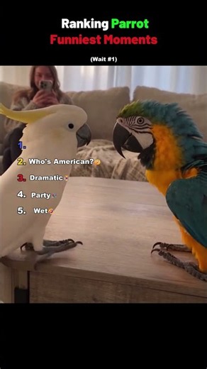 You Won't Believe These Funny Parrot Clips 😭