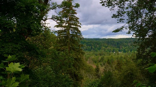 Forest Sounds, Relaxing Nature, Pixel Forest Video. Free Stock Video