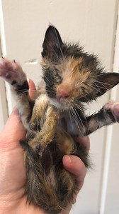 This is what a miracle looks like ✨ | The Dodo