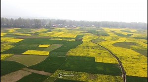 2.1K views · 16 reactions | Mustard"Where the earth wears a golden blanket." #SouthKashmir #Anantnag #spring | Journalist Nadeem Gulzar | Facebook