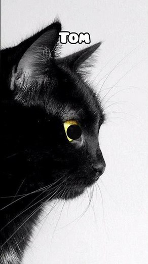 NAMES for BLACK CATS