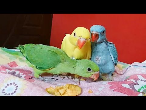 Super Cute Baby Parrots Compilation