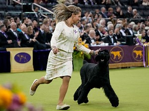 NJ Giant Schnauzer Wins Best In Show At 2025 Westminster Dog Show