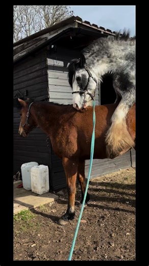 Forever the gentleman! Opening our diaries for the 2026 stud season now our own mares are served up! #stallion #breeding #horse #equestrian #farmlife