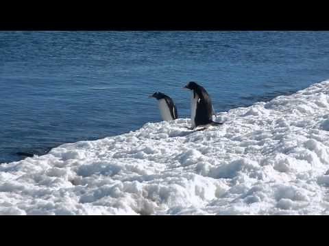 Gentoo Penguins - Antarctica