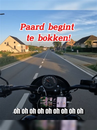 Respect voor dieren: waarom respect voor paarden belangrijk is