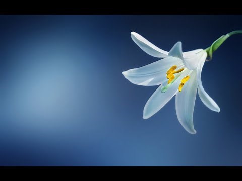 【賛美】うるわしの白百合（Beautiful Lilies, white as the snow）／讃美歌496番【日本語歌詞字幕】